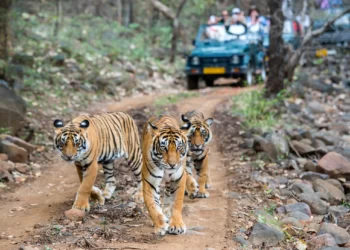 Ranthambore National Park