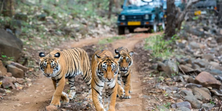 Ranthambore National Park